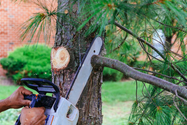 Professional Tree Services in Jasper, TX